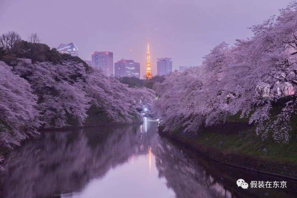🌸日本の象徴する桜 　　　　　　幻想的です。 ；令和；の新年号にふさわしい風景